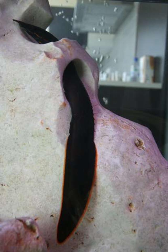 freshwater fish - mastacembelus erythrotaenia - fire eel stocking in 138 gallons tank - fire EEL