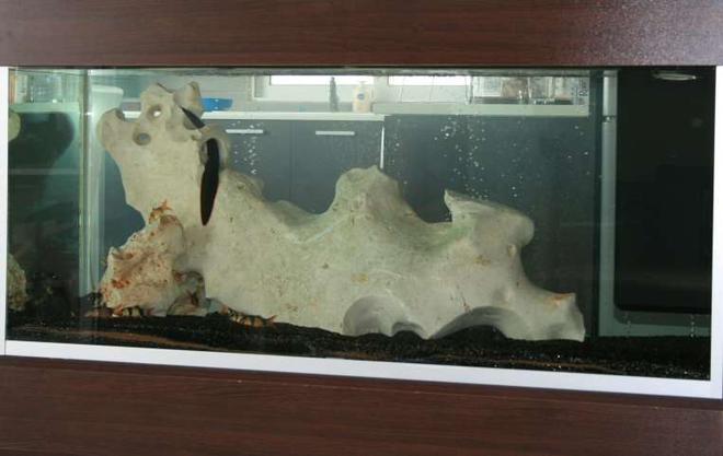 138 gallons freshwater fish tank (mostly fish and non-living decorations) - another emptiness before adding fish.
some clown loaches and the fire eel only.