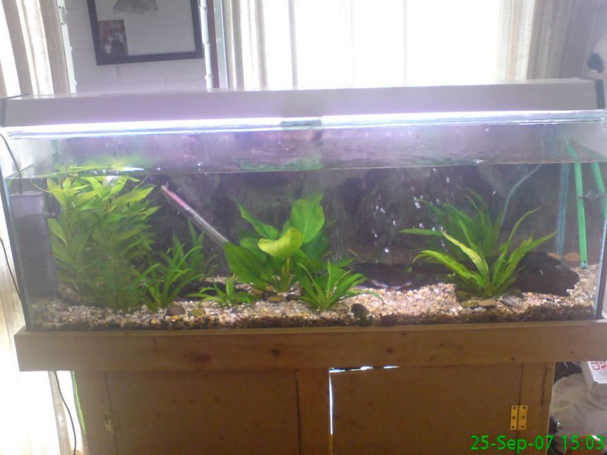 Rated #215: Planted Tank - this is what my fish tank looks like  now