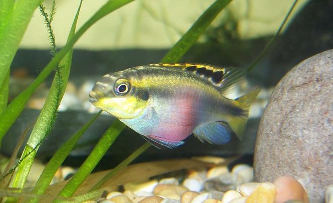 freshwater fish - pelvicachromis pulcher - kribensis cichlid stocking in 47 gallons tank - My young female krib full of eggs.