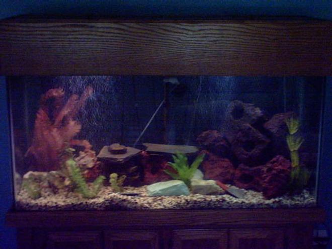 90 gallons freshwater fish tank (mostly fish and non-living decorations) - 90 Gallon with stand and canopy
2 AquaClear 500 powerfilters
3 AquaClear 402 powerhead 
2 undergavel plates
1 300 watt underwater heater
1 SecondNature Challenger III air pump
3 gang valve
20 ft. of air lines
fake plants
real lavastone, slate and other rocks scattered around