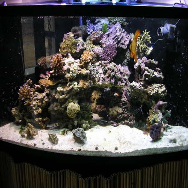 180 gallons reef tank (mostly live coral and fish) - 180 custom corner tank. mostly sps. a bat fish copperband a couple of tangs