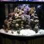 180 gallons reef tank (mostly live coral and fish) - 180 custom corner tank. mostly sps. a bat fish copperband a couple of tangs