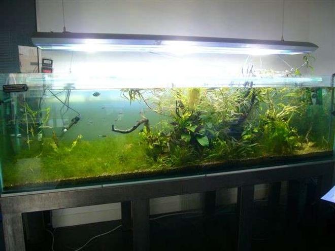 173 gallons planted tank (mostly live plants and fish) - 1 month after planting and hair grass setoyed by poor fish selection