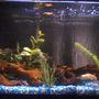 29 gallons freshwater fish tank (mostly fish and non-living decorations) - i took a quick pik