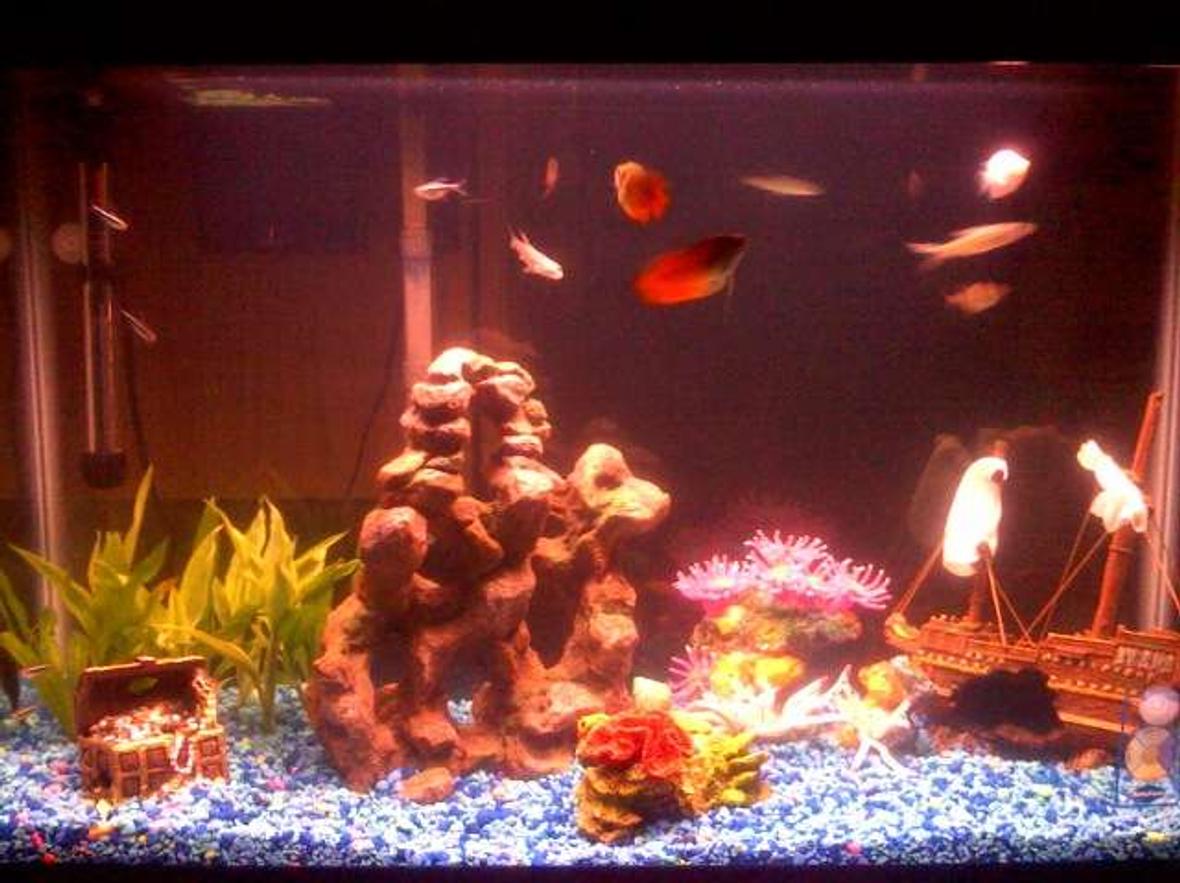 29 gallons freshwater fish tank (mostly fish and non-living decorations) - freshwater tank with live plants and other non-living decorations