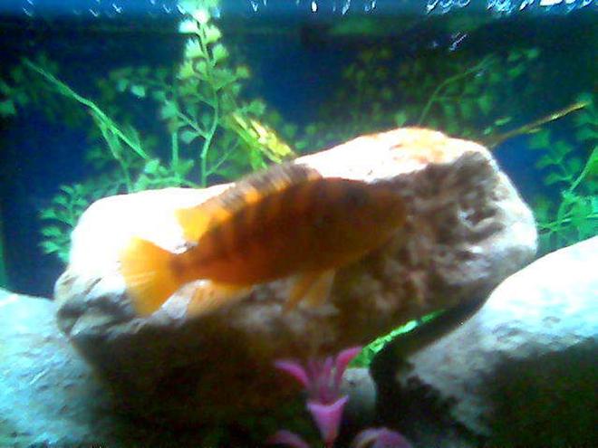 freshwater fish - pseudotropheus crabro - bumblebee cichlid stocking in 29 gallons tank - bumble bee ciclid