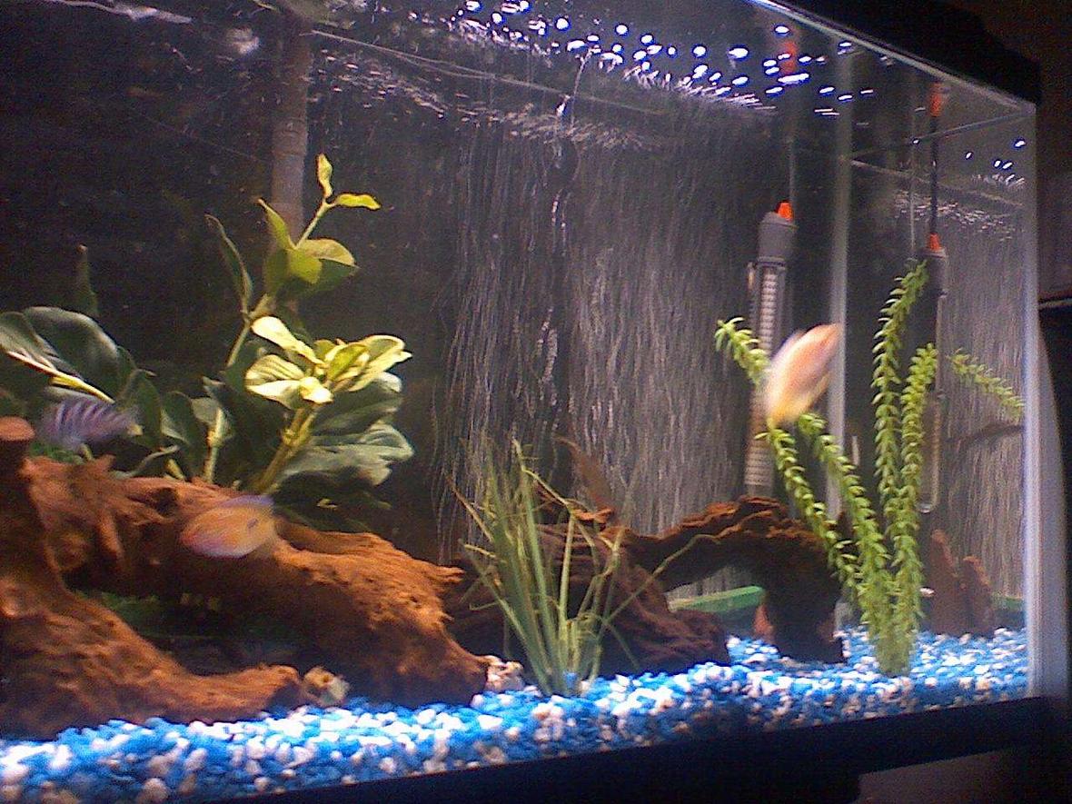 29 gallons freshwater fish tank (mostly fish and non-living decorations) - FISH