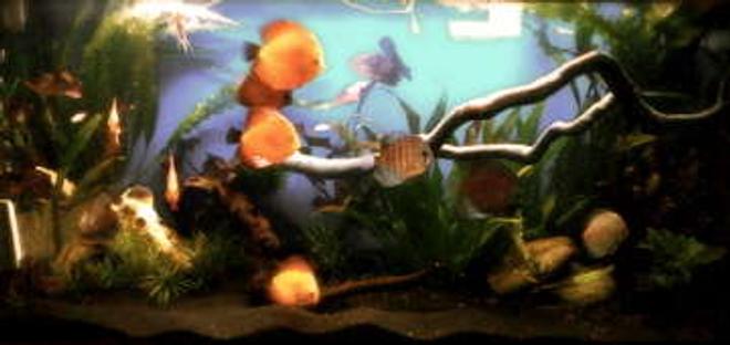50 gallons planted tank (mostly live plants and fish) - second tank