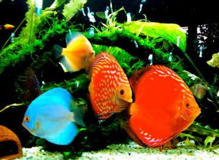 freshwater fish - symphysodon sp. - red leopard discus stocking in 50 gallons tank - baby