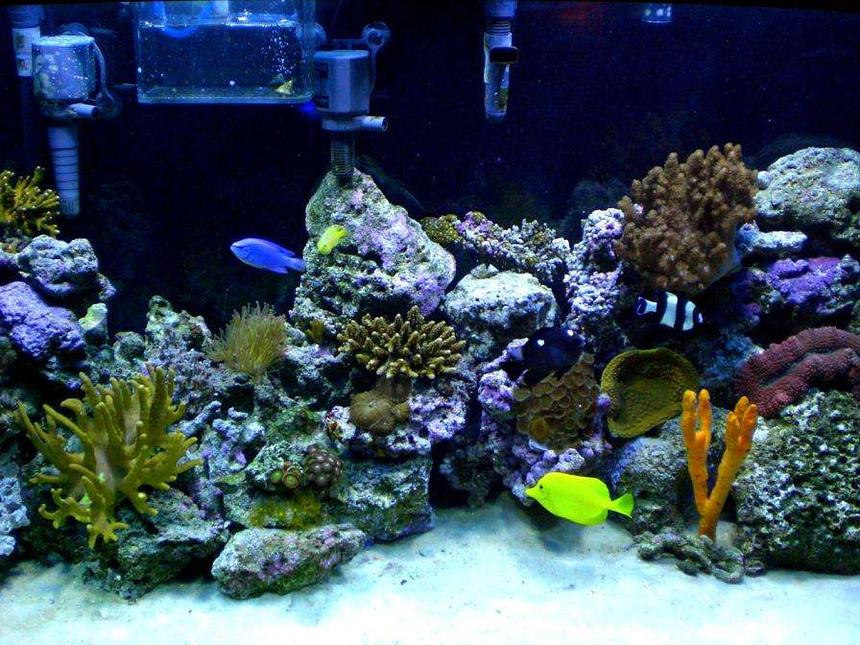 Rated #71: 90 Gallons Reef Tank - Still trying to get a good picture to show all the colors.
