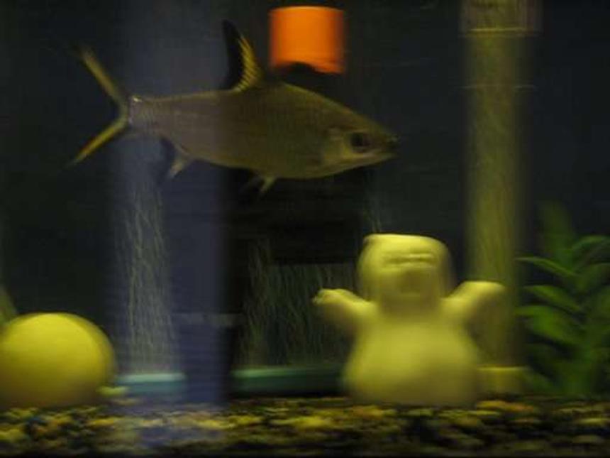 Rated #2430: Freshwater Fish - Balantiocheilus Melanopterus - Bala Shark Stocking In 10 Gallons Tank - "FINNEY" BLACK FIN SHARK