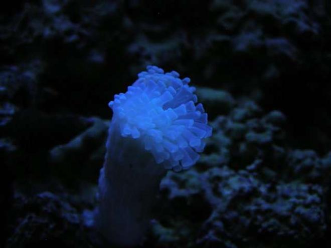 corals inverts - euphyllia paranchora - hammer / anchor coral, branching stocking in 46 gallons tank - I'm pretty sure this is a white torch coral - if im wrong, please let me know..