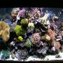180 gallons reef tank (mostly live coral and fish) - 115 gallon tank aqamedic 250 hqi. Basic setup