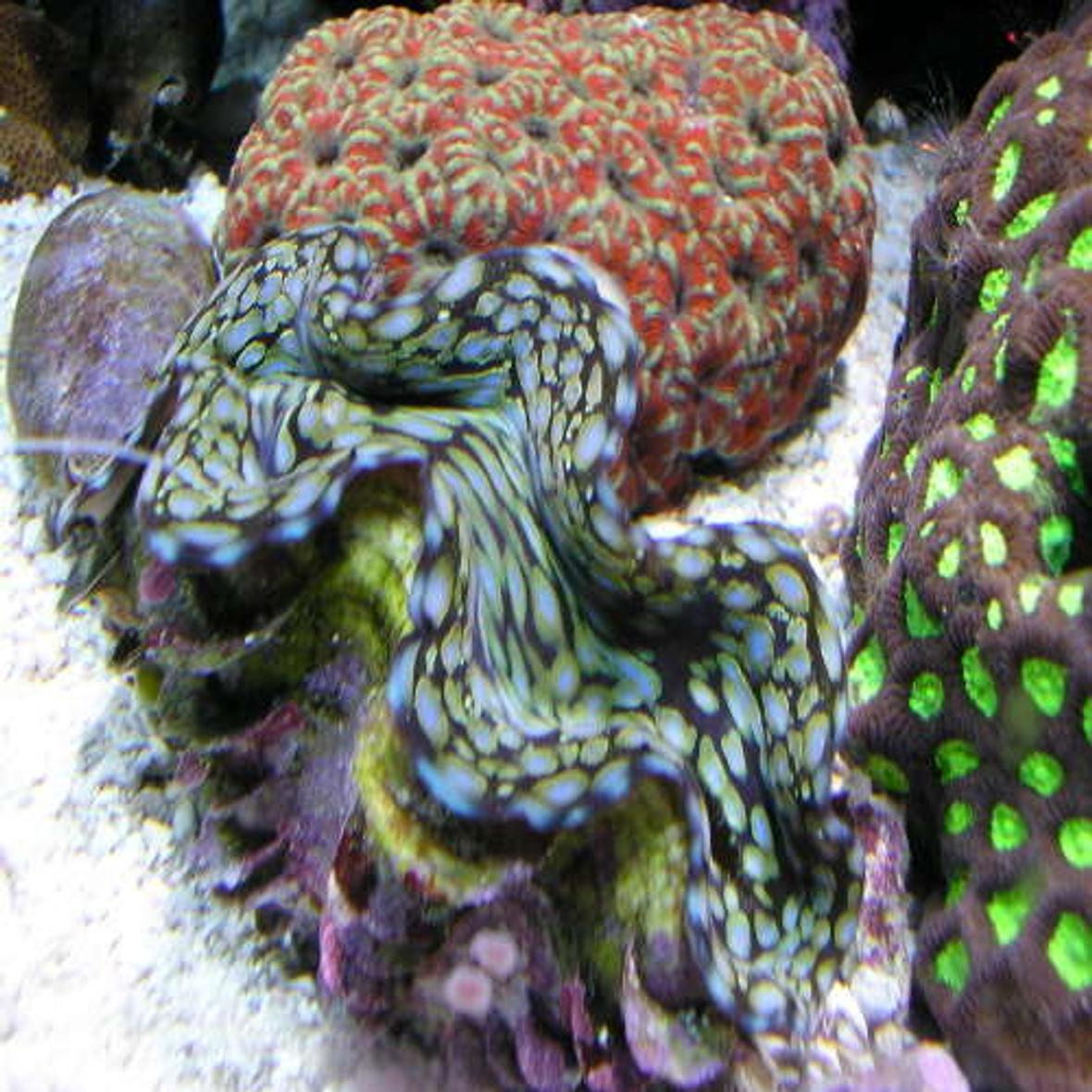 corals inverts - tridacna squamosa - squamosa clam stocking in 180 gallons tank - my fav clam is about 6" now.