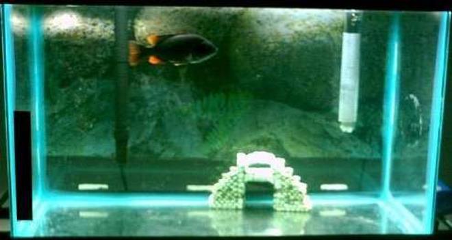 75 gallons freshwater fish tank (mostly fish and non-living decorations) - WhoDeys 10g i exsept low ratings but hay its a 10g with a saved fish hes alive isn't he