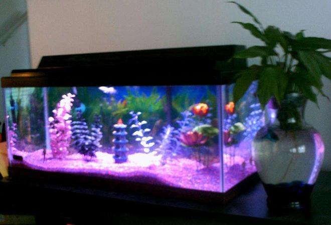 75 gallons freshwater fish tank (mostly fish and non-living decorations) - moms20g i did for her 60th bday next to betta vace