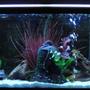 55 gallons freshwater fish tank (mostly fish and non-living decorations) - my new design