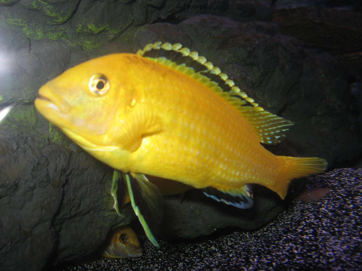 freshwater fish - labidochromis caeruleus - electric yellow cichlid stocking in 46 gallons tank - my lemon lab