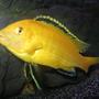 freshwater fish - labidochromis caeruleus - electric yellow cichlid stocking in 46 gallons tank - my lemon lab