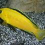 freshwater fish - labidochromis caeruleus - electric yellow cichlid stocking in 180 gallons tank - Electric Yellow Lab (Labidochromis caeruleus)