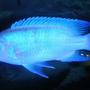 freshwater fish - metriaclima callainos - cobalt blue zebra cichlid stocking in 180 gallons tank - Cobalt Blue Zebra (Metriaclima callainos)