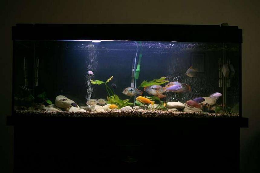 Rated #264: 95 Gallons Freshwater Fish Tank - My Tank. cha