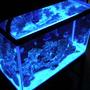 fish tank picture - new lighting II