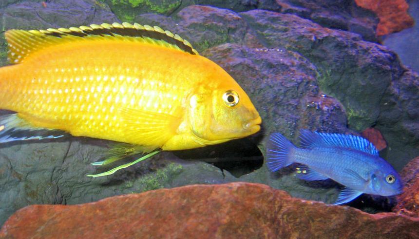 Rated #799: Freshwater Fish - Labidochromis Caeruleus - Electric Yellow Cichlid Stocking In 46 Gallons Tank - Powder Blue with Lemon Lab