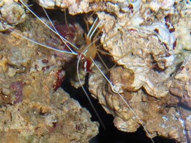 corals inverts - lysmata amboinensis - scarlet skunk cleaner shrimp stocking in 14 gallons tank - cleaner shrimp