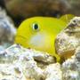 saltwater fish - gobiodon okinawae - clown goby, yellow stocking in 14 gallons tank - yellow clown goby, R.I.P