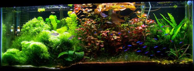 50 gallons planted tank (mostly live plants and fish) - 4 Foot 50 Gallon Tropical community tank.