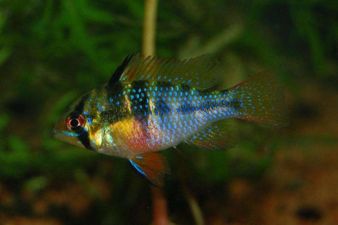 freshwater fish - papiliochromis ramirezi - german blue ram stocking in 120 gallons tank - German Blue  Ram