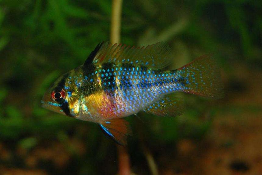 Rated #46: Freshwater Fish - Papiliochromis Ramirezi - German Blue Ram Stocking In 120 Gallons Tank - German Blue  Ram