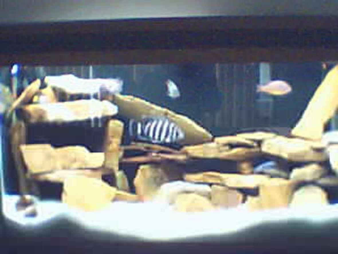 125 gallons freshwater fish tank (mostly fish and non-living decorations) - 90 gal yea I need a cam other than my web cam