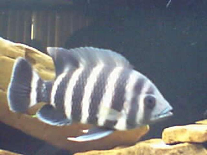 Rated #1460: Freshwater Fish - Tilapia Buttikoferi - Zebra Tilapia Stocking In 125 Gallons Tank - 8 inch ;)