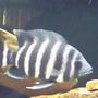 freshwater fish - tilapia buttikoferi - zebra tilapia stocking in 125 gallons tank - 8 inch ;)