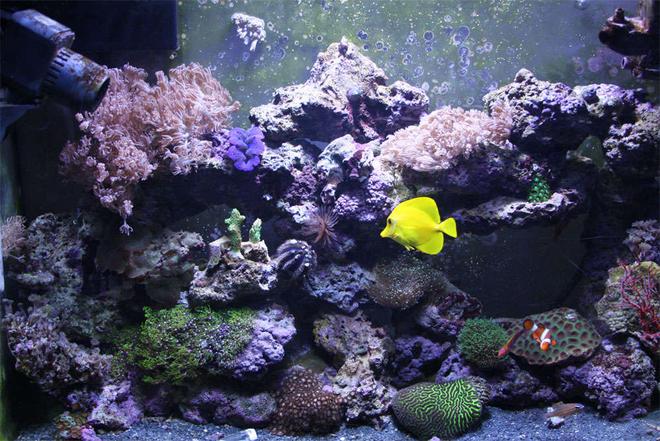 37 gallons reef tank (mostly live coral and fish) - My 37 gallon tank