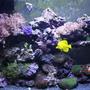 37 gallons reef tank (mostly live coral and fish) - My 37 gallon tank