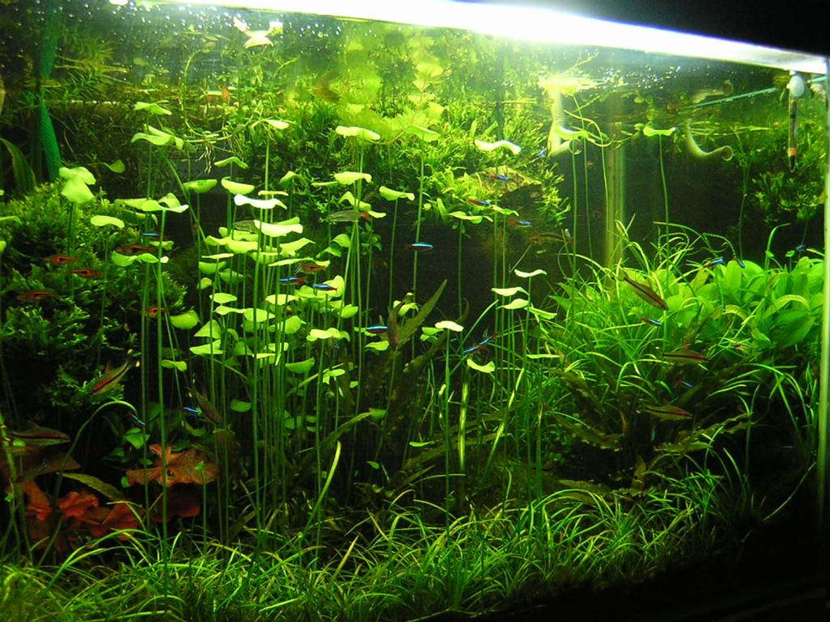 90 gallons planted tank (mostly live plants and fish) - 90G - 3'x2'x2' pH - 6.8 | average water temperature - 27C 6500k Compact fluoroscent lighting (260W) DIY canister filter - 800l/h DIY CO2 - 2BPS PMDD fertilization.
