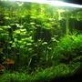 90 gallons planted tank (mostly live plants and fish) - 90G - 3'x2'x2' pH - 6.8 | average water temperature - 27C 6500k Compact fluoroscent lighting (260W) DIY canister filter - 800l/h DIY CO2 - 2BPS PMDD fertilization.