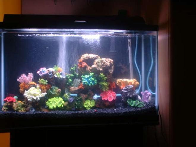 30 gallons freshwater fish tank (mostly fish and non-living decorations) - Just set this one up and am still deciding whether Ilike it this way or not. Any feedback and comments would be greatly appreciated!