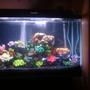 30 gallons freshwater fish tank (mostly fish and non-living decorations) - Just set this one up and am still deciding whether Ilike it this way or not. Any feedback and comments would be greatly appreciated!