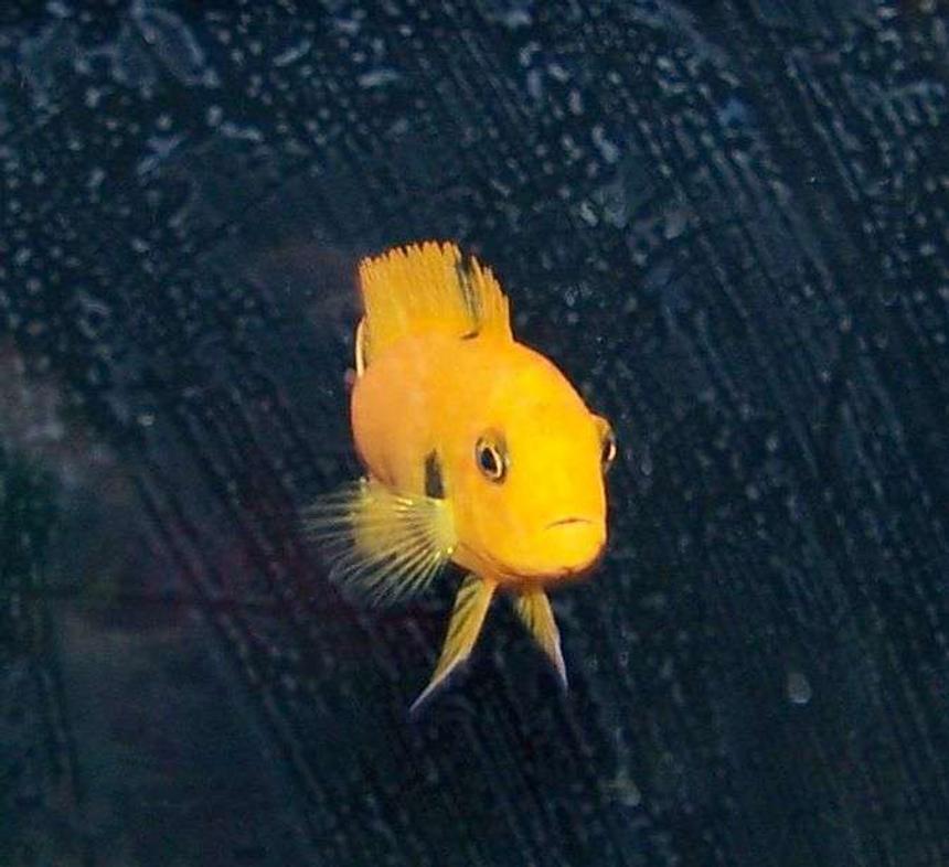 Rated #109: Freshwater Fish - Pseudotropheus Saulosi - Saulos's Mbuna Stocking In 50 Gallons Tank - Chiclid