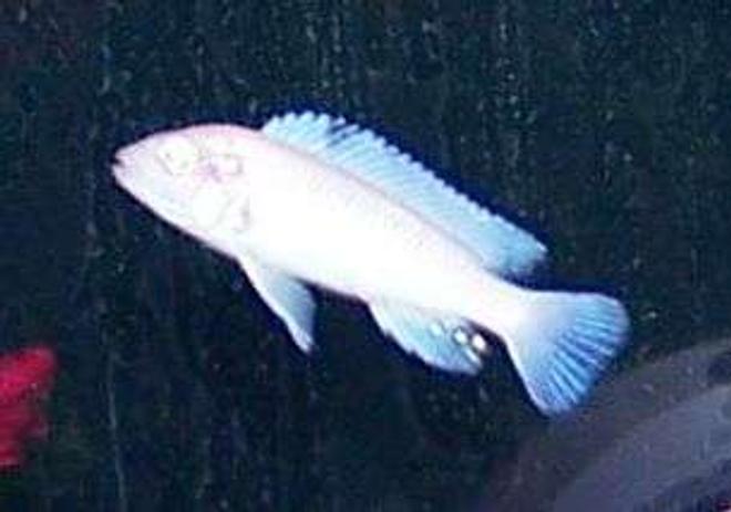 freshwater fish - pseudotropheus socolofi - albino socolofi stocking in 50 gallons tank - Albino Chiclid