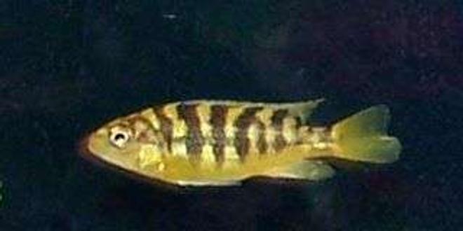 freshwater fish - pseudotropheus crabro - bumblebee cichlid stocking in 50 gallons tank - Striped Chiclid