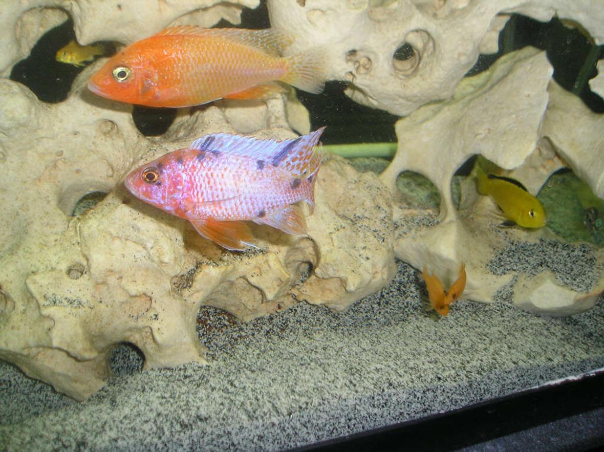 freshwater fish - labidochromis caeruleus - electric yellow cichlid stocking in 210 gallons tank - Firefish ("Blaze") and Orange Blotched Peacock ("Tang") Cichlids There is also an Electric Yellow and 2 Red Zebra babies in the picture.