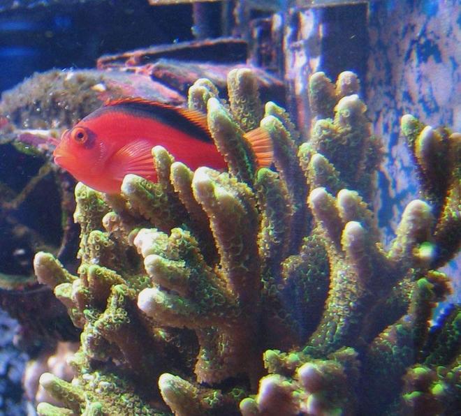 saltwater fish - neocirrhitus armatus - flame hawkfish stocking in 100 gallons tank - Neocirrhites Armatus