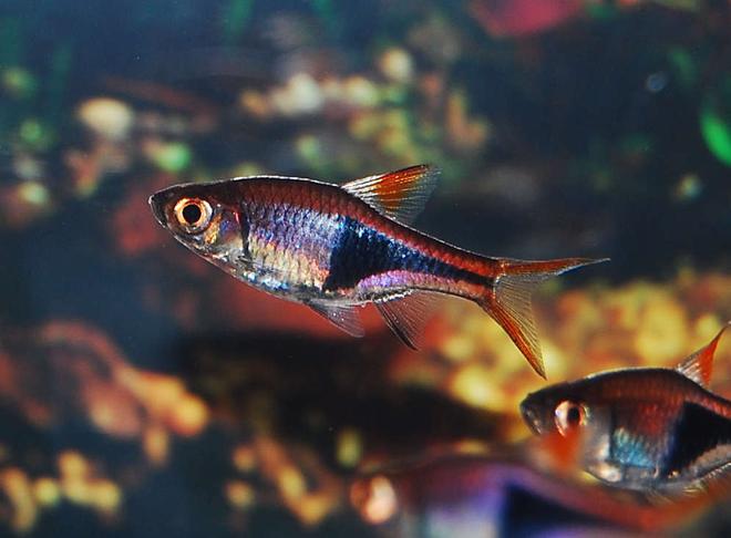 freshwater fish - rasbora heteromorpha - harlequin rasbora stocking in 75 gallons tank - Harlequin Rasbora
