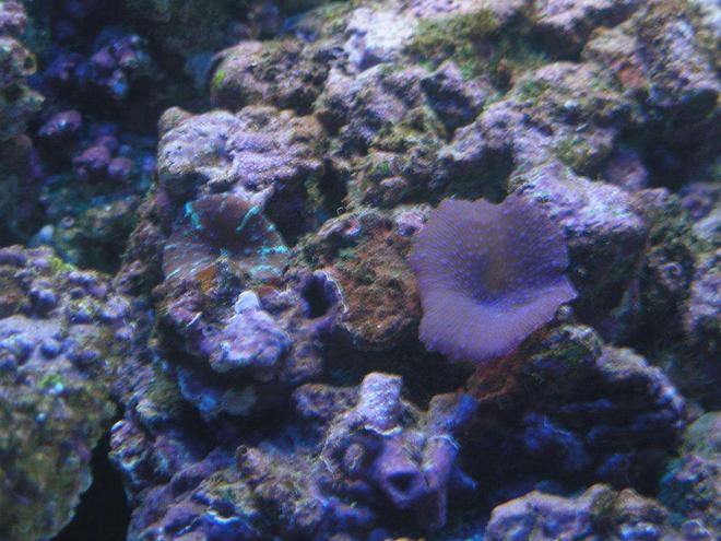 corals inverts - actinodiscus sp. - spotted mushroom stocking in 60 gallons tank - these mushrooms just started growing one day. maybe somone can tell me the names.